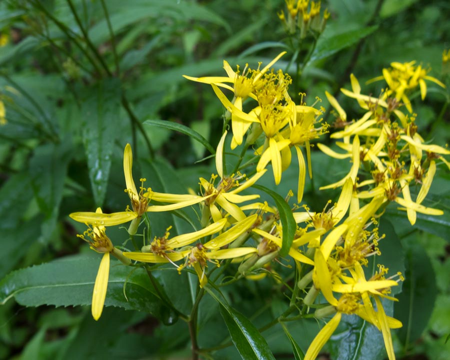 Senecio ovatus subsp. alpestris / Senecione alpestre